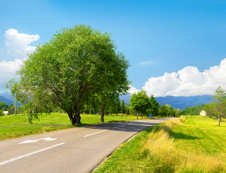 Tree near the roadの写真素材