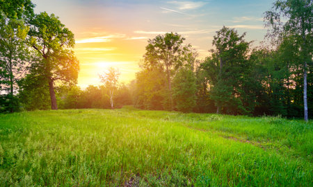 Meadow with green grassの写真素材