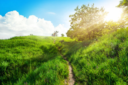 Footpath in the fieldの写真素材