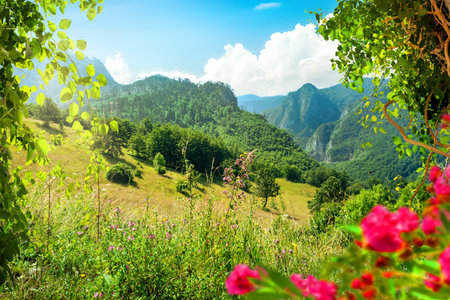 Summer day in National parkの写真素材