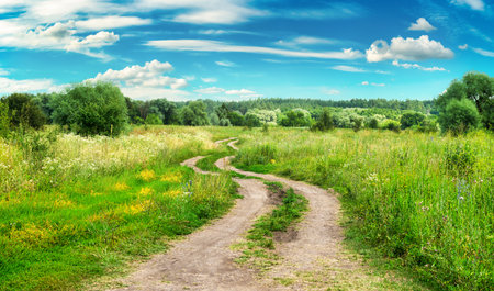 Country road in fieldの写真素材