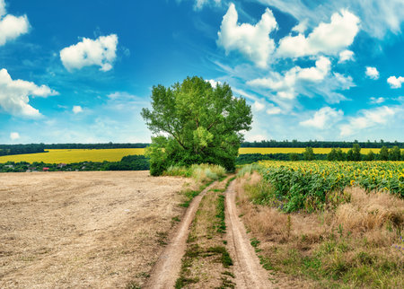 Country road and treeの写真素材