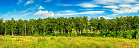 Forest belt lineの写真素材