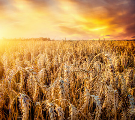Beautiful wheat fieldの写真素材