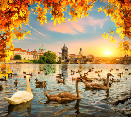 Swans on river Vltava near Charles bridge in Pragueの写真素材
