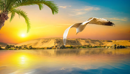 View of the Great Nile in Aswan at sunsetの写真素材