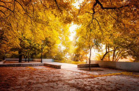 Backyard with trees in autumn somewhere in Budapestの写真素材