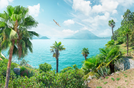Palm trees on Lake Comoの写真素材