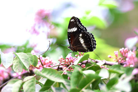 black and white butterflies perch on flowers that bloom between green leaves in the garden