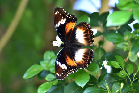black and white butterfly above the flower between green leaves