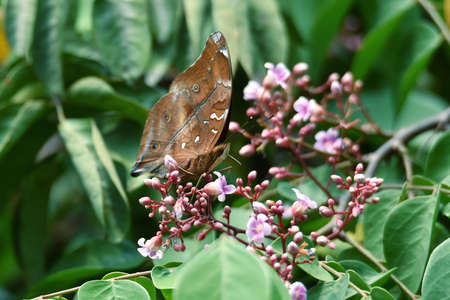 dark brown butterflies perched on the leaves sucking the flower essence in the morningの写真素材