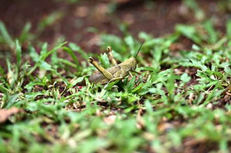 brown wooded grasshoppers perch on leafposts and tree branches