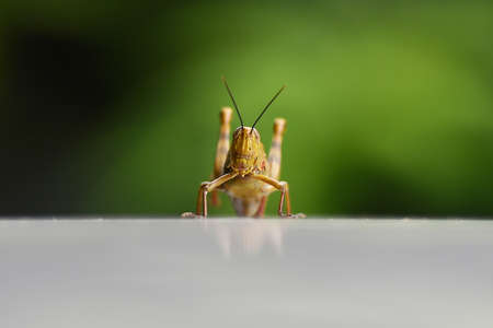 Grasshoppers are herbivorous insects that have antennas and are generally winged, yellowish brown or often called wooden grasshoppersの写真素材