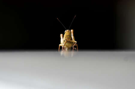 Grasshoppers are herbivorous insects that have antennas and are generally winged, yellowish brown or...