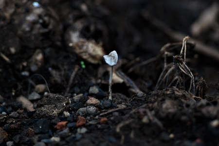 grayish white mushroom plants grow hitched between piles of rotting banana midribs