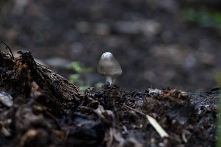 grayish white mushroom plants grow hitched between piles of rotting banana midribsの写真素材