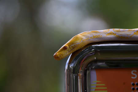 white patterned albino snake or light yellow motif with orange eyes