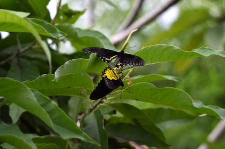 black butterflies with yellow shades on the wings are breeding on the leavesの写真素材
