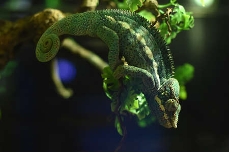 green chameleons resembling leaves around them under the bias of dim light