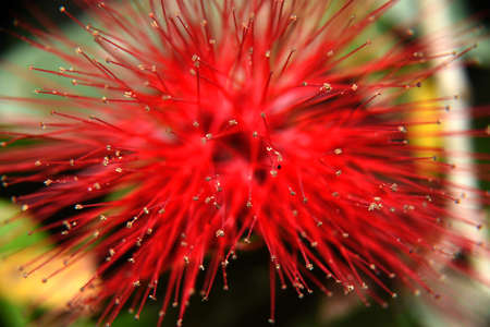 The Dwarf Pink (or Red) Powder Puff produces a striking red Mimosa flower like this small red...