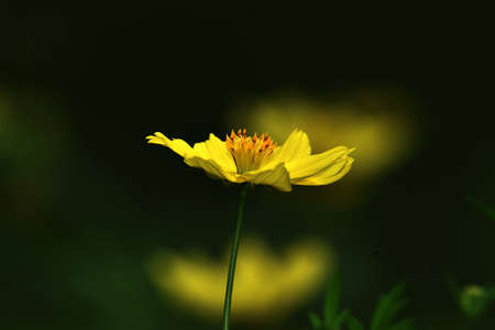 yellow ray flower, also called flower cosmos, belongs to the sunflower family, usually yellow, red, orange, white, or orange, with elongated leaves arranged around a flower pistil in the middle
の写真素材