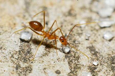Transparent brown ants with 2 antennas on the head and some feathers on the body approaching sugar