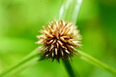 FLOWER-GRASSED FLOWER SEEDS LIKE CHOCOLATE COLORED FRUIT, WITH BACKGROUND BREAK OF GREEN COLOR...