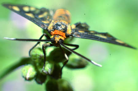 This butterfly insect has the body size of a home fly, yellow hair all over its body with a black body, and two antennas on the front of the head with wings stretching in black and a rounded pattern of kuingの写真素材