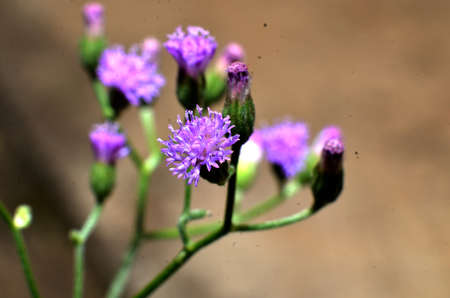 Flowers are purple, like sunflowers with very small sizes of green stems, with fine fur with a green backgroundの写真素材