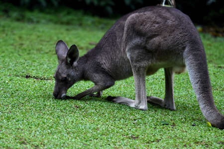 Head kangaroo like a buffalo hairy gray-eyed black ear stand has a bag in the abdomen tails the length of the back leg is longer than the front legの写真素材
