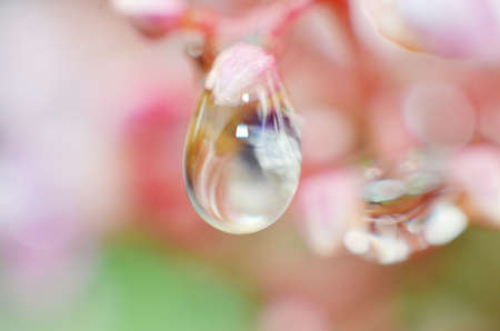 The rest of the dew water in the morning sticks to the buds of the pink flower from the star fruit
