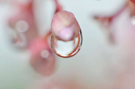 The rest of the dew water in the morning sticks to the buds of the pink flower from the star fruit