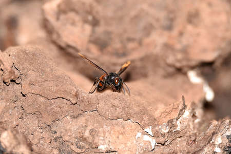 Brownish black wasps, wings stretched dark brown, downy body, belly with yellow brown stripes, with...