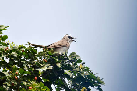 Sooty-headed Bulbul on the upper side of the body of the back and tail is gray brown, the lower side...