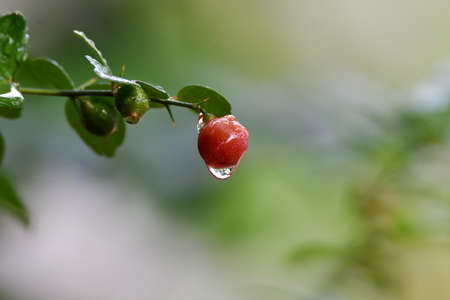 The remaining dew and attaches to the round fruit as big as the yellow and red green marbles.