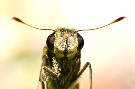 A small butterfly head with thick round shiny black eyes that has a net like texture with 2 antennas on the front of the head perched on a leafの写真素材