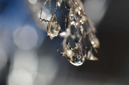 A few drops of water left over from rain that still hung on the dried leaves looked like a shiny...
