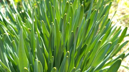 Juicy greens. The light of the sun shines through the green leaves. You can even see the veins in the grass. Beautiful summer background for your website, design of booklets, leaflets, postersの写真素材