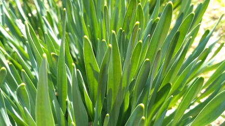 Juicy greens. The light of the sun shines through the green leaves. You can even see the veins in the grass. Beautiful summer background for your website, design of booklets, leaflets, postersの写真素材