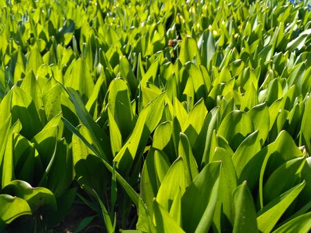 Juicy greens. The light of the sun shines through the green leaves. You can even see the veins in the grass. Beautiful summer background for your website, design of booklets, leaflets, postersの写真素材