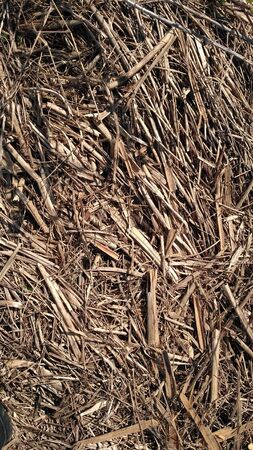 Hay texture. Harvesting in agriculture. Chips, wood chips and sawdust. Light straw background closeup. The concept of crops and animal feed. Straw, dry grass fills the whole spaceの写真素材