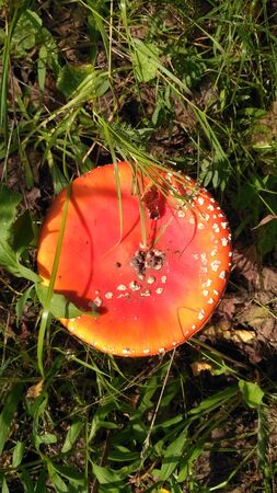 Red toadstool poisonous mushroom growth in the forest, fly agaric fungi. Fly agaric hat top view. Danger inedible toxic mushroom with red cap and white pimples. Amanita muscaria.の写真素材