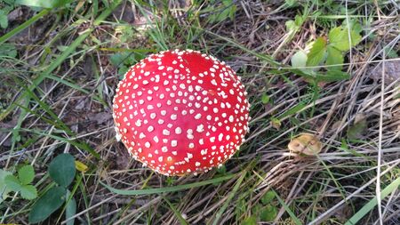 Red toadstool poisonous mushroom growth in the forest, fly agaric fungi. Fly agaric hat top view. Danger inedible toxic mushroom with red cap and white pimples. Amanita muscaria.の写真素材