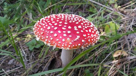 Red toadstool poisonous mushroom growth in the forest, fly agaric fungi. Fly agaric hat top view. Danger inedible toxic mushroom with red cap and white pimples. Amanita muscaria.の写真素材