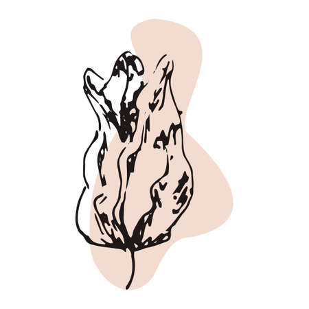 The plant is drawn by hand with a pen and translated into vector format. In the background there is an abstract colored spot. Stock vector illustration. For garment decoration, packaging, interiorのイラスト素材