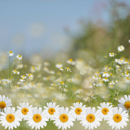 Field of white and yellow flowers with green foliage on a sunny dayの写真素材