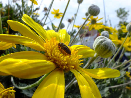 An insect on a yellow daisy with blurred green background. Natural flower background, Close up of...