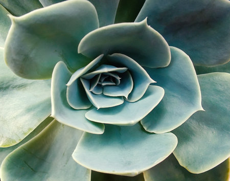 Top view of cactus succulent leaves natural background.の写真素材