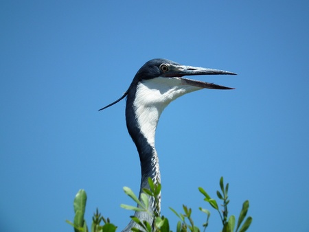heronの写真素材