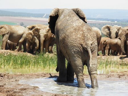 elephantの写真素材